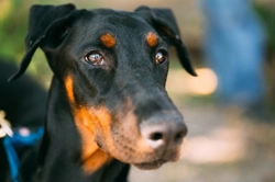 Different Types of Polyneuropathy in Dog Breeds: A Detailed Guide