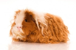 Complete Guide to Caring for Sheltie Guinea Pigs