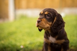 5 Essential Summer Safety Tips for Cocker Spaniels