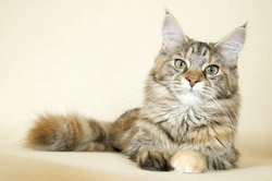 10 Facts about Maine Coon Cats: Are They for You?