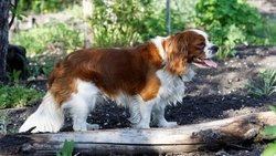 King Charles Spaniel vs Cavalier King Charles Spaniel: Key Differences