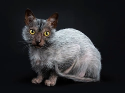 Lykoi Cat: The Newest GCCF Recognised Pedigree Breed UK