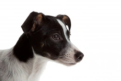 Rat Terrier: Energetic Newcomer to the Terrier Group