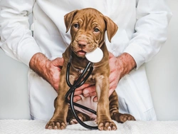 7 Key Reasons to Keep Your Dog’s Booster Vaccinations Updated