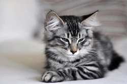 Qué debe saber tu cuidador de gatos: consejos esenciales