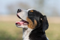 Postoperative Haemorrhage Disorder DNA Testing for Greater Swiss Dogs