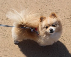 Le Leggi in Italia per avviare e mantenere un Allevamento