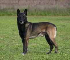 Belgian Malinois and Epilepsy: Signs, Care & Management