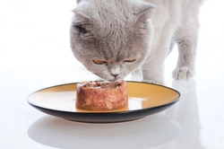 Feeding a Fussy Feline: Essential Owner’s Manual