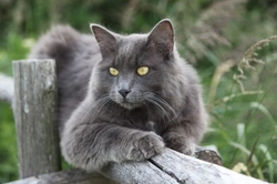 Información clave sobre el raro gato Nebelung