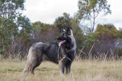 Shiloh Shepherd Dog Breed: Temperament and Care Guide