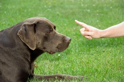 How to Train a Dog That Refuses to Listen