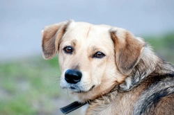 Age-Related Retinal Degeneration in Dogs: Causes and Care