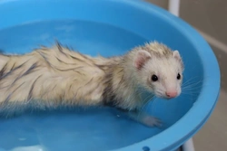 Bathing Your Pet Ferret: Safe Steps for Hygiene