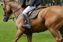 What Makes a Horse a Hunter? A Complete UK Guide