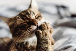 Cats and Overgrooming: Signs, Causes and Care Tips