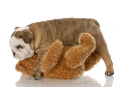 How To Stop Dog Mounting Behaviour Effectively