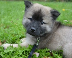 Cerco cuccioli di cane in regalo. Dove posso trovarli?
