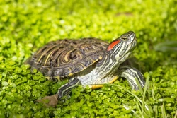 New EU invasive species rules and what turtle owners must know
