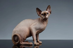 10 datos fascinantes sobre gatos esfinge que debes conocer