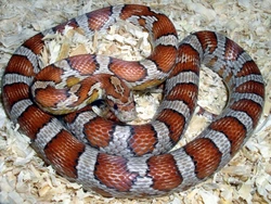 10 Ways to Keep Your Corn Snake Happy and Healthy