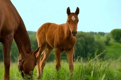Understanding Equine Grass Sickness: Causes, Symptoms & Prevention