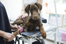 5 proven ways to fund your dog’s veterinary care affordably