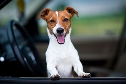 Stress Free Travel with Your Dog: Safe & Legal Tips 2025