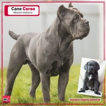 Cane corso o mastín italiano