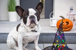How to handle nervous or territorial dogs on Halloween
