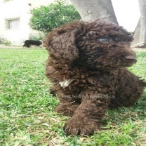 Perro de agua español o Turco andaluz