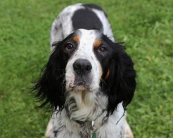 Razze di cani più allevate e meno allevate in Italia