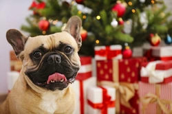 8 Things to Know About Vet Care for Pets on Christmas Day