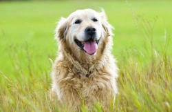 Gewrichtsproblemen bij honden voorkomen