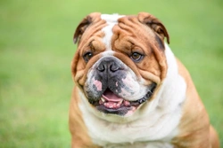 Five FAQs about BOAS in brachycephalic dogs