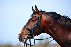 5 Key Things to Know When Adopting a Retired Racehorse