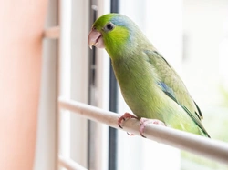 Complete Guide to Pacific Parrotlet Care & Breeding