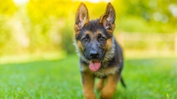 10 Must-Know Facts About German Shepherds Before Buying