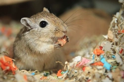 What to Expect from a Gerbil: Care and Behaviour
