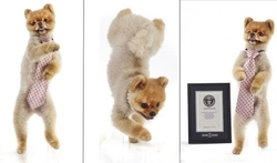 Jiff, el perro más rápido a dos patas