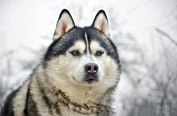 Siberian Husky History and Connection with the Chukchi People