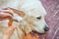 How to Minimise Your Dog's Shedding Safely
