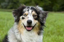 What Causes Dogs to Have Two Different Coloured Eyes?