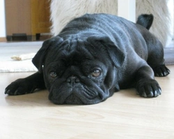 Collare elisabettiano per cane o gatto. Rigido, morbido o gonfiabile