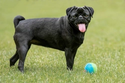 Curled & Corkscrew Dog Tails: Health Risks & Care Tips