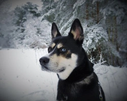 Incrocio Husky e Pastore Tedesco: info, prezzi e consigli