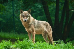What Do Wolves and Dogs Have in Common? Key Similarities Explained