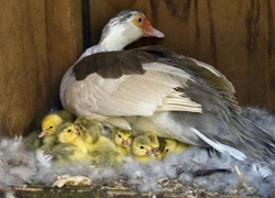 Caring for Ducklings Hatched Under a Broody Hen: A Complete Guide