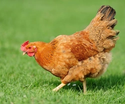 Healthy Skin and Feathers in Chickens: Essential Care Guide