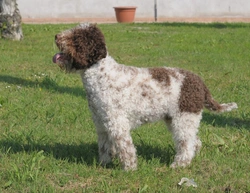 Lagotto Romagnolo: Complete Guide to This Italian Dog Breed